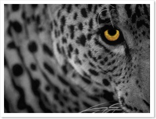 leopard
